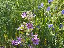 Lavatera silvestris - Wilde Malve - Kreta Frühjahr 2019