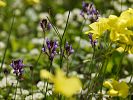 Linaria pelisseriana – Pellicier-Leinkraut - Kreta Frühjahr 2019
