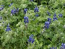 Lupinus pilosus – behaarte Lupine - Kreta Frühjahr 2019