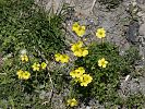 Oxalis pes-caprae – nickender Sauerklee - Kreta Frühjahr 2019