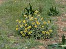 Phlomis cretica - Kreta-Brandkraut - Kreta Frühjahr 2019