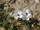 Ranunculus asiaticus – asiatischer Hahnenfuß - Kreta Frühjahr 2019