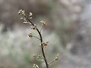 Scrophularia lucida – Braunwurz - Kreta Frühjahr 2019