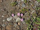 Silene colorata - farbiges Leimkraut - Kreta Frühjahr 2019