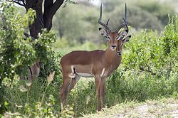 Impalas im Tarangire Nationalpark, Tansania / Afrika