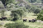 Tarangire / Tansania: Elefantenherde