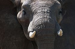 Elefantenbulle im Tarangire-Park - er drohte, weil wir unabsichtlich einem Weibchen der Herde den Weg abgeschnitten hatten