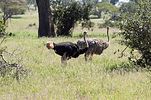 Tarangire / Tansania
