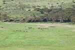 Ngorongoro / Tansania