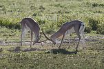 Ngorongoro / Tansania