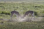 Ngorongoro / Tansania