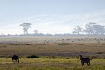 Ngorongoro / Tansania