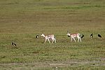 Ngorongoro / Tansania