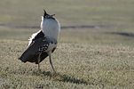 Ngorongoro / Tansania