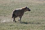 Ngorongoro / Tansania