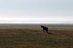 Ngorongoro / Tansania