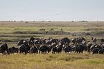 Ngorongoro / Tansania