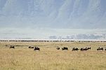 Ngorongoro / Tansania