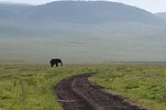 Ngorongoro / Tansania