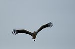 Ngorongoro / Tansania