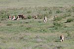 Ngorongoro / Tansania