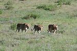 Ngorongoro / Tansania