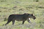 Ngorongoro / Tansania