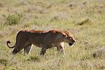 Ngorongoro / Tansania