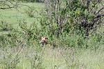 Ngorongoro / Tansania