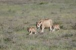 Ngorongoro / Tansania