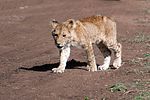 Ngorongoro / Tansania