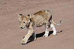 Ngorongoro / Tansania