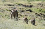 Ngorongoro / Tansania