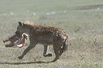 Ngorongoro / Tansania