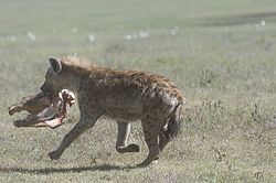<p>Hyäne flieht mit Beute, Ngorongoro-Krater / Tansania. </p>