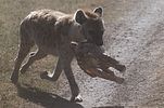 Ngorongoro / Tansania