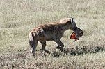 Ngorongoro / Tansania