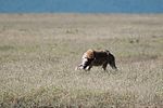 Ngorongoro / Tansania