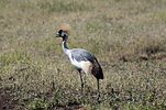 Ngorongoro / Tansania