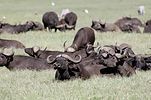 Ngorongoro / Tansania