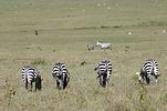 Ngorongoro / Tansania