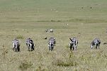 Ngorongoro / Tansania