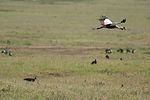 Ngorongoro / Tansania