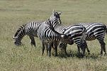 Ngorongoro / Tansania