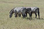 Ngorongoro / Tansania