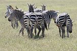 Ngorongoro / Tansania