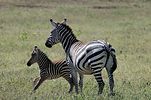 Ngorongoro / Tansania