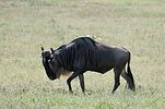 Ngorongoro / Tansania