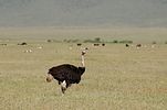 Ngorongoro / Tansania