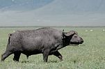 Ngorongoro / Tansania